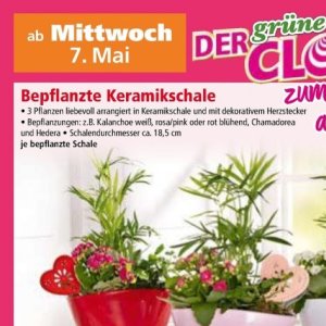 Pflanzen bei Norma