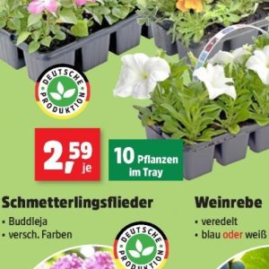 Pflanzen bei Thomas Philipps
