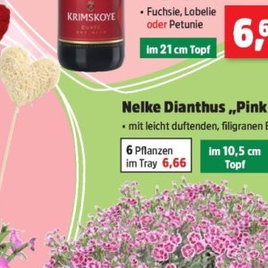 Pflanzen bei Thomas Philipps