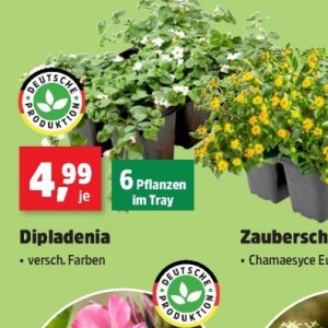 Pflanzen bei Thomas Philipps