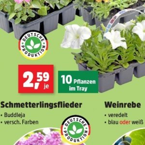 Pflanzen bei Thomas Philipps