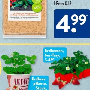 Erdbeeren bei Aldi SÜD