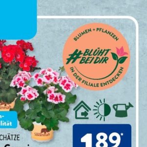 Pflanzen bei Aldi SÜD