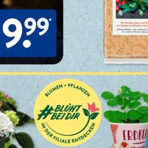 Pflanzen bei Aldi SÜD