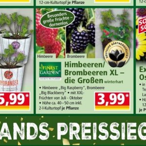Brombeeren bei Norma