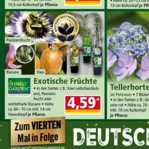 Kiwi bei Norma