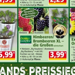 Himbeeren bei Norma