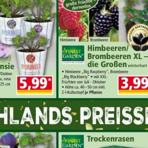 Himbeere bei Norma