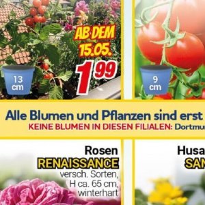 Pflanzen bei Centershop