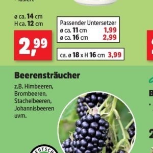 Himbeeren bei Thomas Philipps