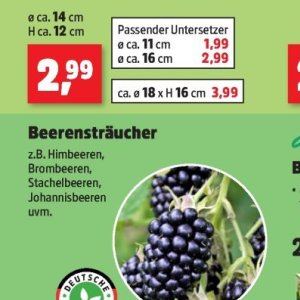Brombeeren bei Thomas Philipps
