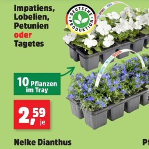Pflanzen bei Thomas Philipps