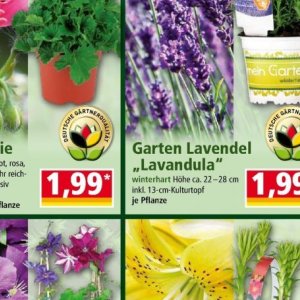 Garten bei Norma