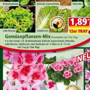 Kopfsalat bei Norma