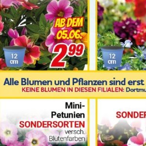 Pflanzen bei Centershop