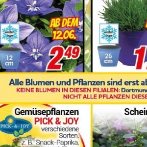 Pflanzen bei Centershop