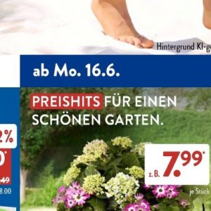 Garten bei Aldi SÜD