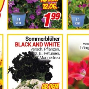Pflanzen bei Centershop