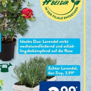 Rose bei Aldi SÜD