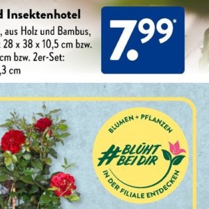 Pflanzen bei Aldi SÜD