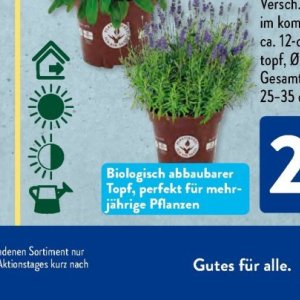 Pflanzen bei Aldi SÜD