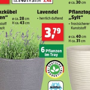 Pflanzen bei Thomas Philipps