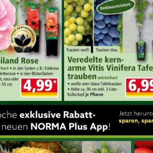 Trauben bei Norma