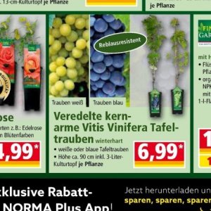 Trauben bei Norma