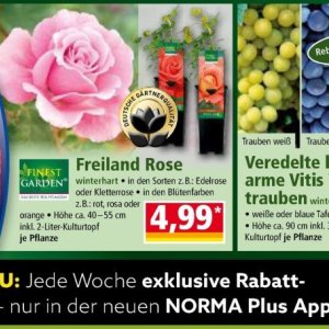 Rose bei Norma