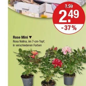 Rose bei V-Markt