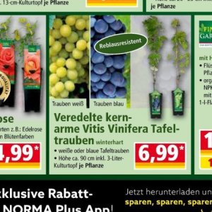 Trauben bei Norma