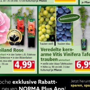 Trauben bei Norma