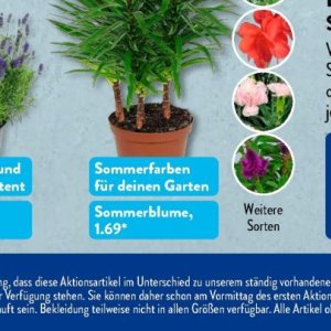 Garten bei Aldi SÜD