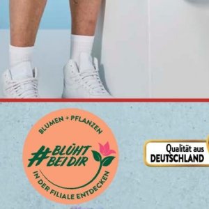 Pflanzen bei Aldi SÜD