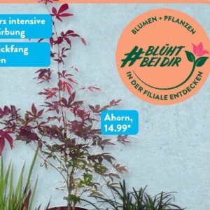 Ahorn bei Aldi SÜD