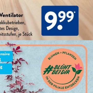 Pflanzen bei Aldi SÜD