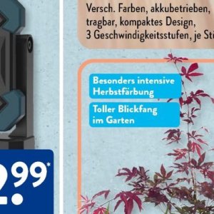 Garten bei Aldi SÜD
