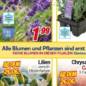 Pflanzen bei Centershop