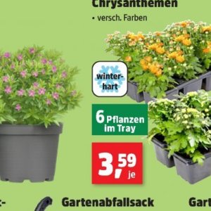 Pflanzen bei Thomas Philipps
