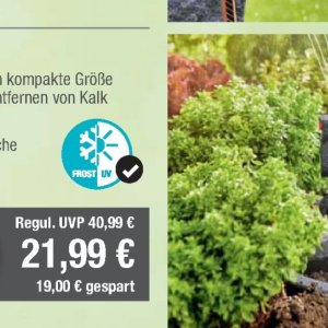 Bodymilk dove  bei Citti Markt