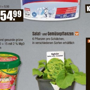Pflanzen bei V-Baumarkt