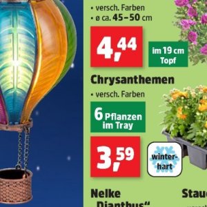 Pflanzen bei Thomas Philipps