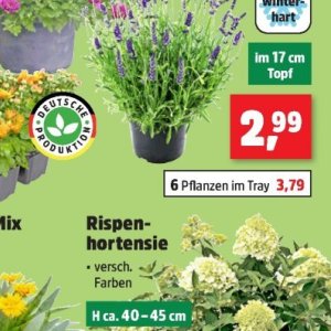 Pflanzen bei Thomas Philipps