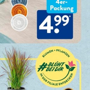 Pflanzen bei Aldi SÜD