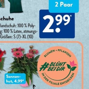 Pflanzen bei Aldi SÜD