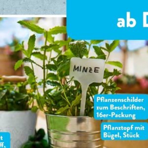 Minze bei Aldi SÜD