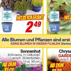 Pflanzen bei Centershop