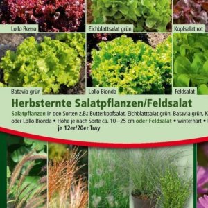 Grüner Salat bei Norma