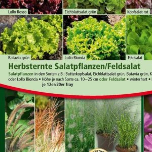 Grüner Salat bei Norma