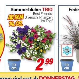 Pflanzen bei Centershop